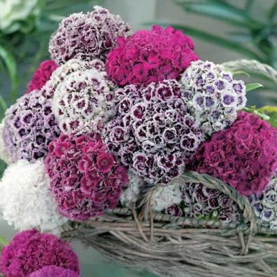 Oppilasneilikka 'Hats On'