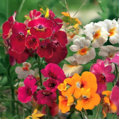 Nemesia 'Carnival Mix'