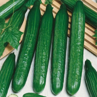 Kurkku 'Superstar' h