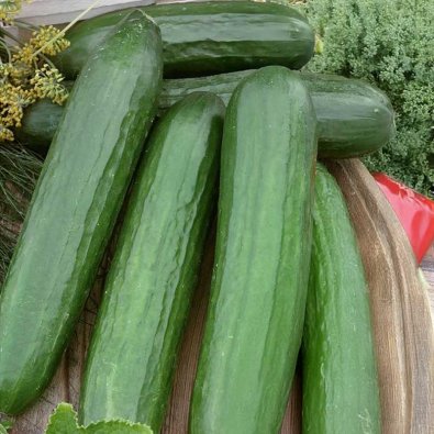 Salaattikurkku 'Saturn' F1