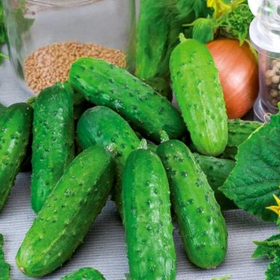 Kurkku 'Fin de Meaux'