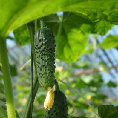 Avomaankurkku 'Cantara' F1