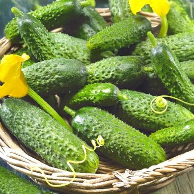 Avomaankurkku 'Mirabelle' F1