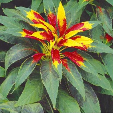 Amarantti 'Perfecta'