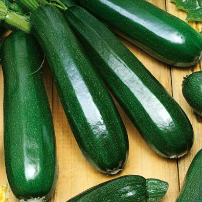 Kesäkurpitsa 'Astia' h