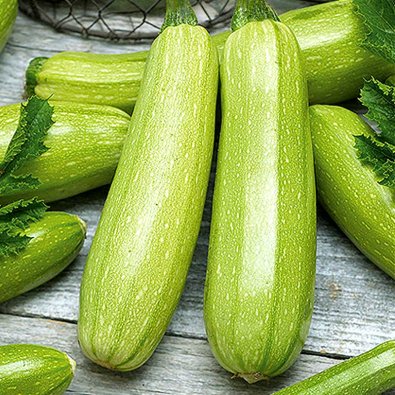 Kesäkurpitsa 'Wanda'