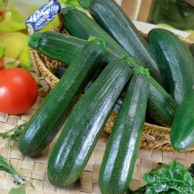 Kesäkurpitsa 'Nefertiti'