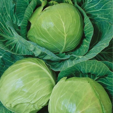 Valkokaali 'Kamienna Glowa'