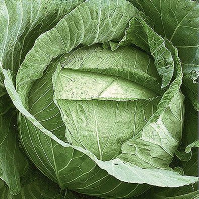 Valkokaali 'Langedijker bewaar'