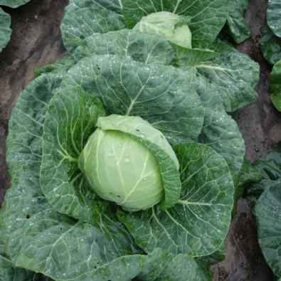 Valkokaali 'Parel' H