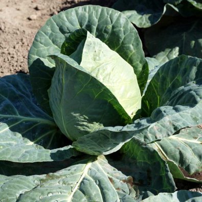 Valkokaali 'Caramba' H