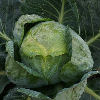 Valkokaali 'Minica' H