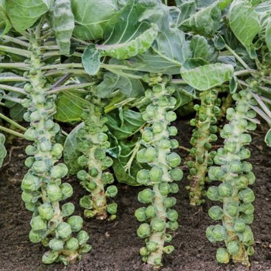 Ruusukaali 'Dolores' H