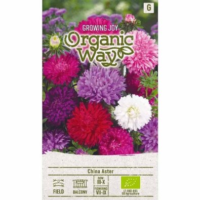 Kesäasteri 'Standy'