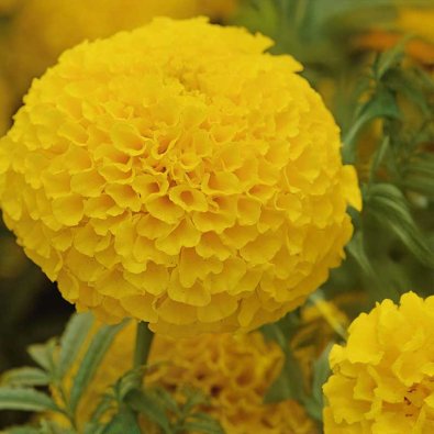 Isosamettikukka 'Taishan® Gold'
