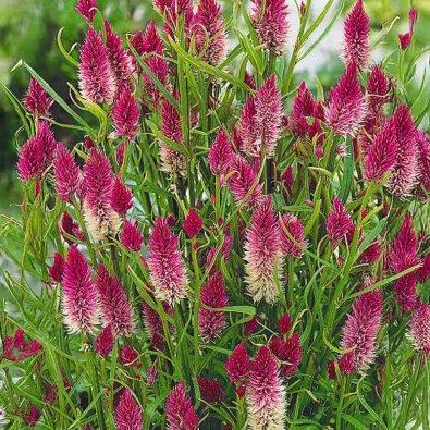 Amaranth 'Flamingo'