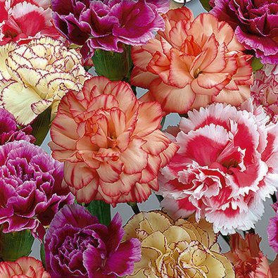 Puutarhaneilikka 'Enfant de Nice'