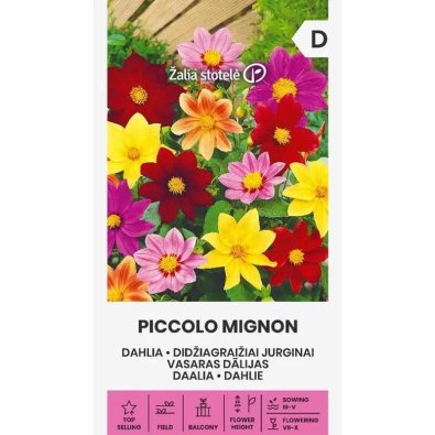 Daalia 'Piccolo mignon'