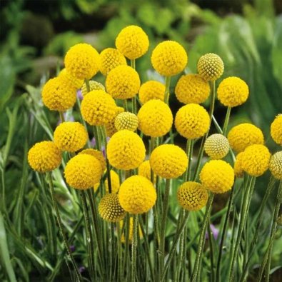 Billy Button 'Billy buttons'