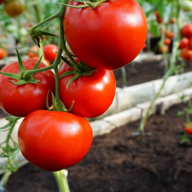 Tomaatti 'Mahitos' H