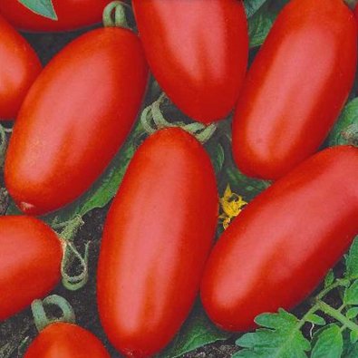 Tomato Plommontomat 'Massaro' H