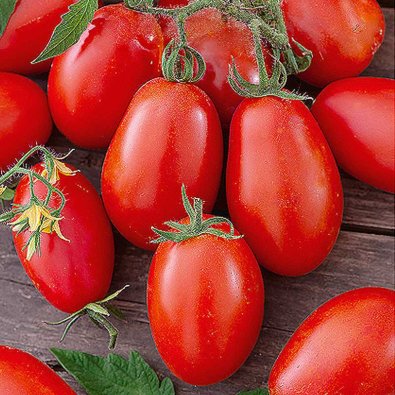 Kirsikkatomaatti 'Nestor' H