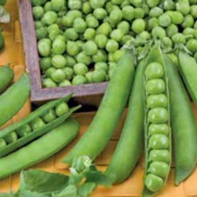 Silpoydinherne 'Bullseye'