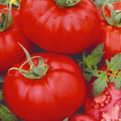 Tomaatti 'ACE 55 VF'