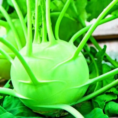 Kyssäkaali 'Delikatess witte'