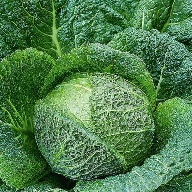 Savojinkaali 'Verita' h