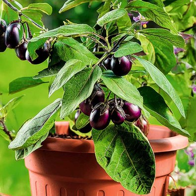 Munakoiso 'Patio baby' h