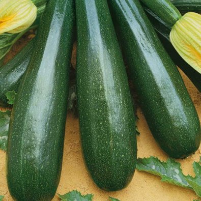 Kesäkurpitsa 'Ambassador' h