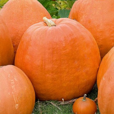 Jättikurpitsa 'Golias'