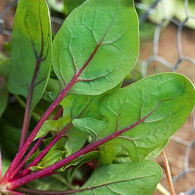 Pinaatti 'Red Tabby' F1