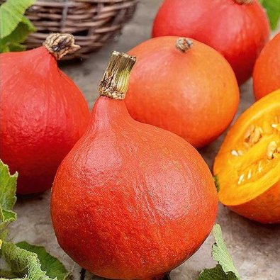 Kurpitsa 'Uchhiki Kuri'