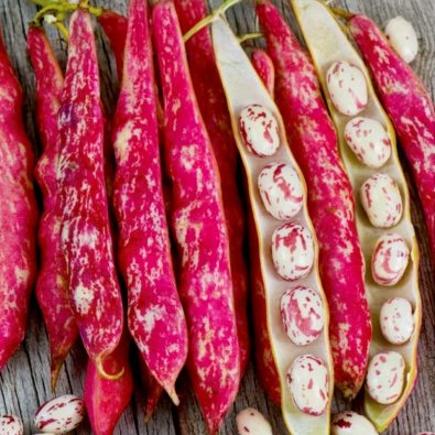 Kuivapapu 'Coco Nain Rose D´Eyrague'