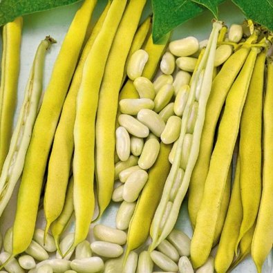 Kuivapapu 'Michelet à longue cosse'