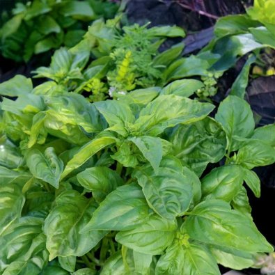 Basilika 'Large Sweet'