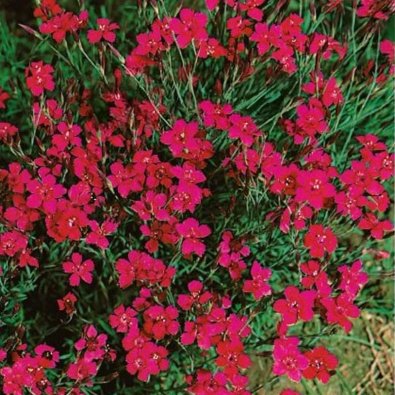 Keto-neilikka 'Flashing light'