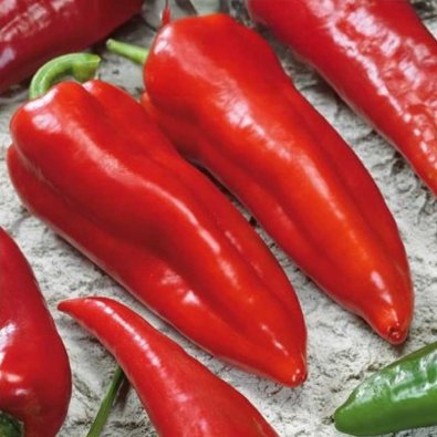 Chili 'Santana TSW' H