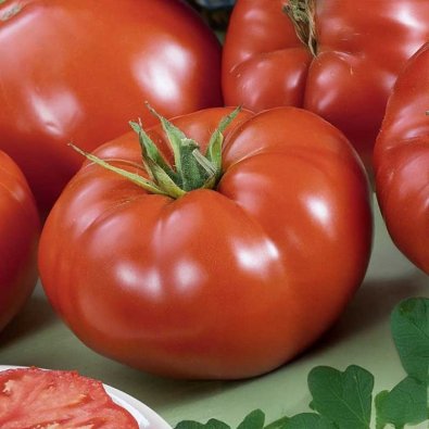 Tomaatti 'Knockout' H