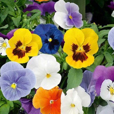 Orvokki 'Spring Stars'