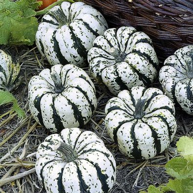 Kurpitsa 'Sweet Dumpling'