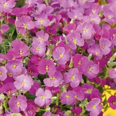 Aubretia 'Leishtlini'