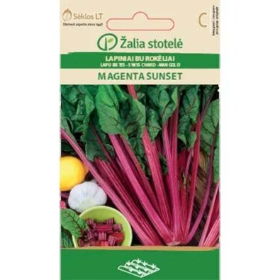 Mangoldi 'Magenta Sunset'