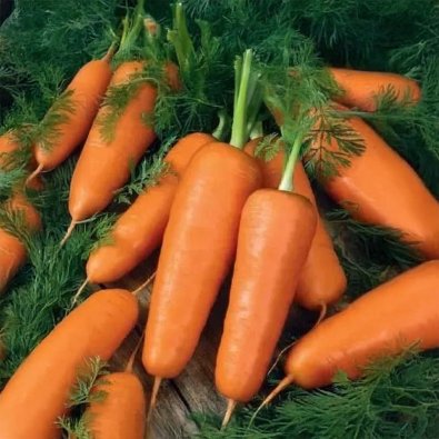 Porkkana 'Charisma' H