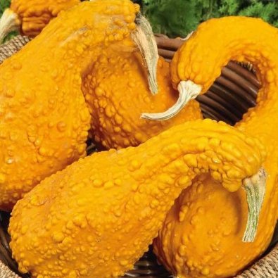 Kurpitsa 'GA GA GA' H