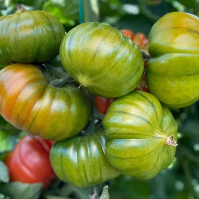 Tomaatti 'Bocamegra' H