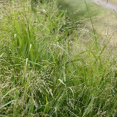 Koristehirssi 'Frosted Explosion'