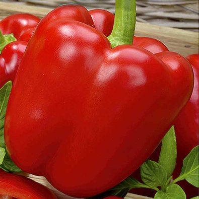 Paprika 'Bendigo' F1